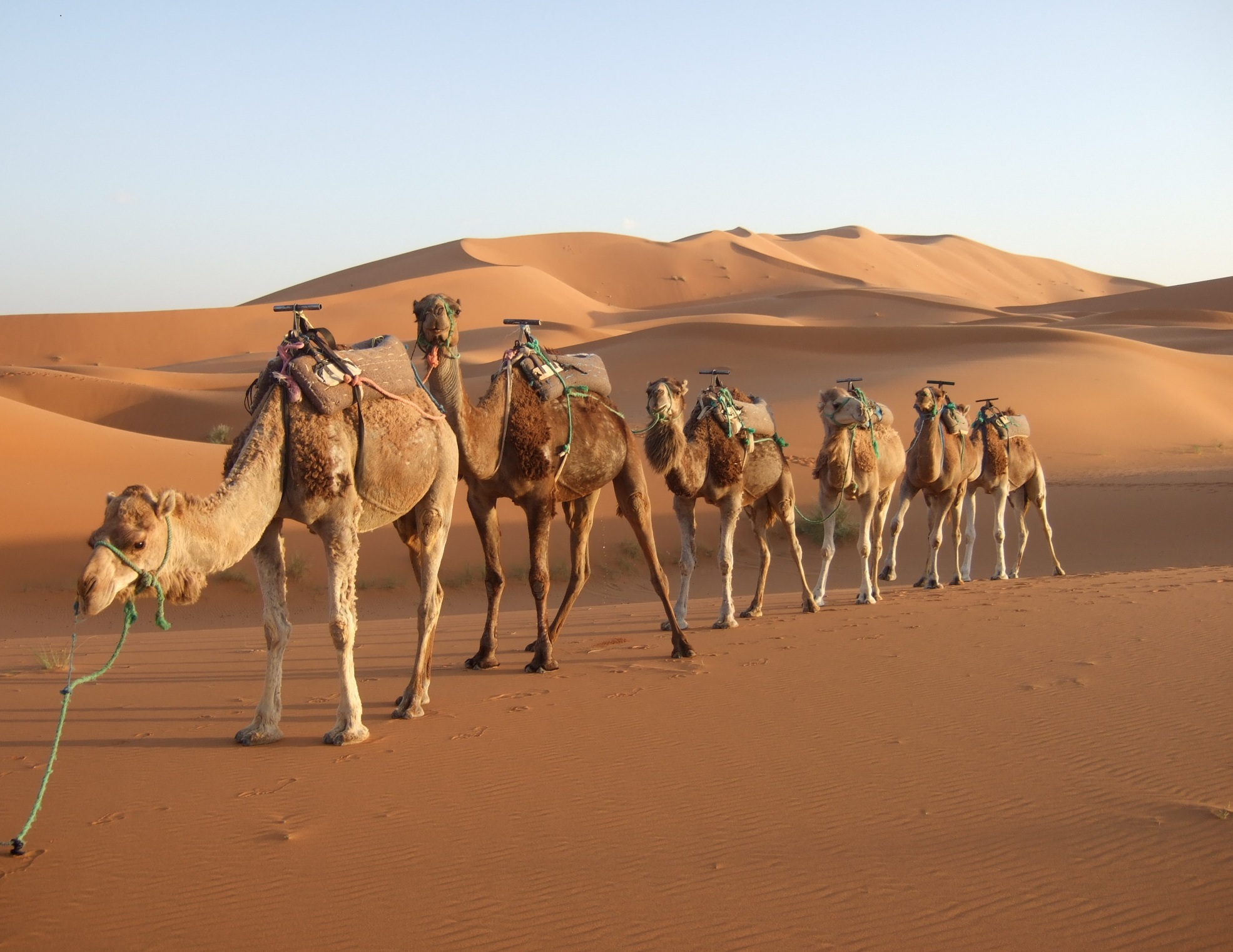 http://brennaanderst.files.wordpress.com/2011/10/morocco-desert-camel.jpg